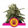 SHOGUN · Royal Queen Seeds · semillas de marihuana · Fem