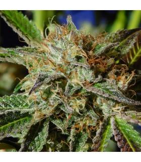 AUTO GHOST COOKIES · Original Sensible Seeds · cannabis seeds · AutoFem