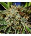 AUTO GHOST COOKIES · Original Sensible Seeds · semi di canapa · AutoFem