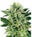 AUTO NORTHERN LIGHTS