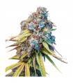 GELATO · Dr Green Seeds · semillas de marihuana a granel · Fem