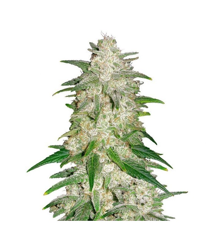 AUTO GELATO · Dr Green Seeds · semillas de marihuana a granel · AutoFem
