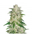 AUTO GELATO · Dr Green Seeds · bulk cannabis seeds · AutoFem