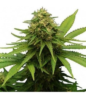CRITICAL +