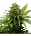 CRITICAL + · Dr Green Seeds · bulk cannabis seeds · Fem