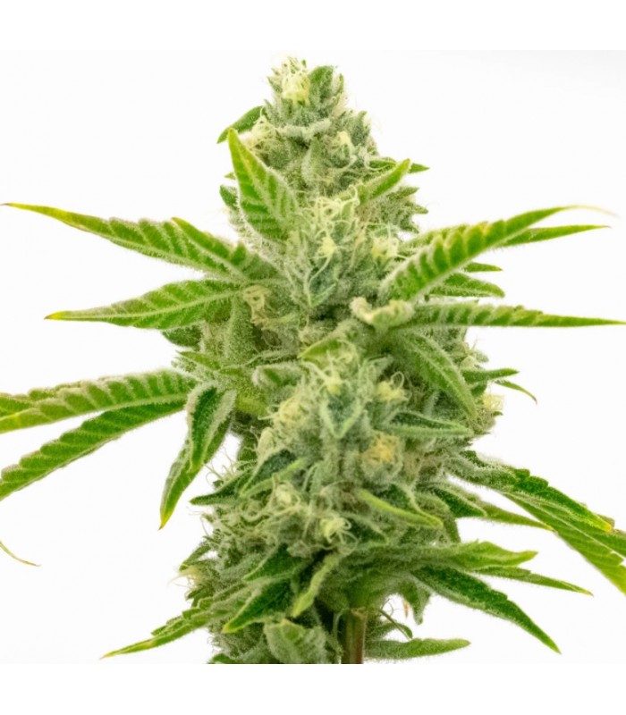 AMNESIA LEMON · Dr Green Seeds · semillas de marihuana a granel · Fem