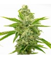 AMNESIA LEMON · Dr Green Seeds · semillas de marihuana a granel · Fem