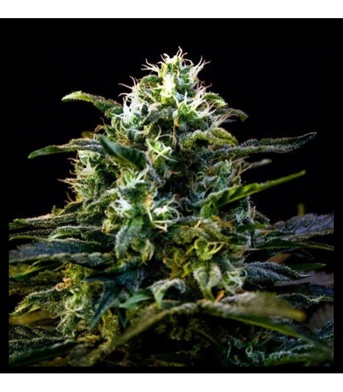 MAMBA NEGRA AUTO · Dr Green Seeds · semillas de marihuana a granel · AutoFem