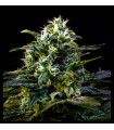 MAMBA NEGRA AUTO · Dr Green Seeds · bulk cannabis seeds · AutoFem