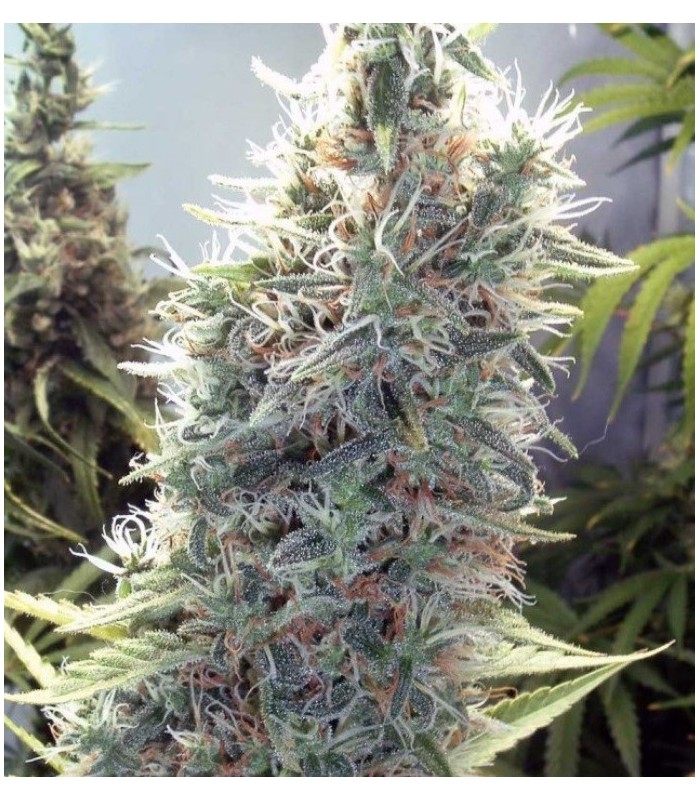 CINDERELLA WHITE · Dr Green Seeds · bulk cannabis seeds · Fem