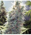 CINDERELLA WHITE · Dr Green Seeds · semillas de marihuana a granel · Fem