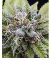 BUBBA KUSH · Dr Green Seeds · semillas de marihuana a granel · Fem