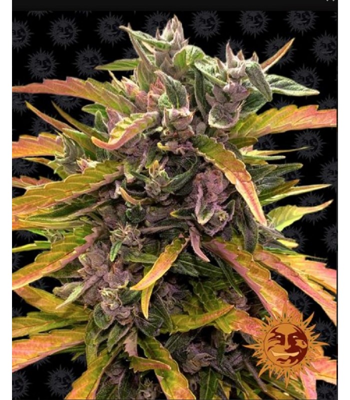 GORILLA GLUE AUTO · Barneys Farm · semillas de marihuana · AutoFem