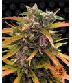 GORILLA GLUE AUTO · Barneys Farm · semillas de marihuana · AutoFem