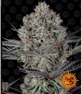 RUNTZ MUFFIN · Barneys Farm · semi di canapa · Fem