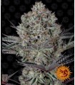 RUNTZ MUFFIN · Barneys Farm · semillas de marihuana · Fem
