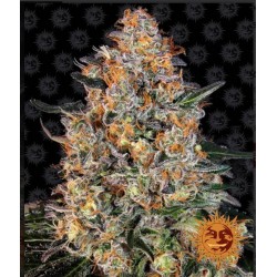 BUBBA KUSH · Barneys Farm · semillas de marihuana · Fem