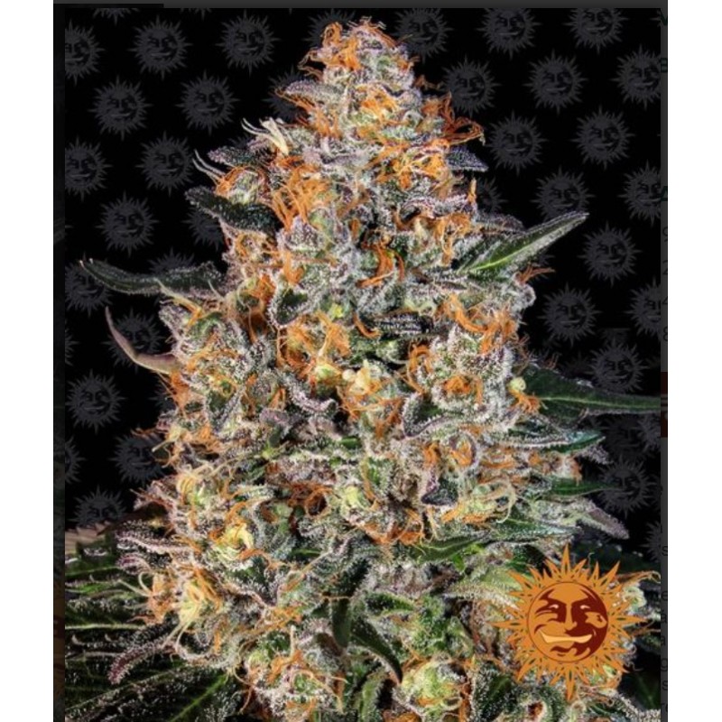 BUBBA KUSH · Barneys Farm · cannabis seeds · Fem