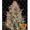 BUBBA KUSH · Barneys Farm · semi di canapa · Fem