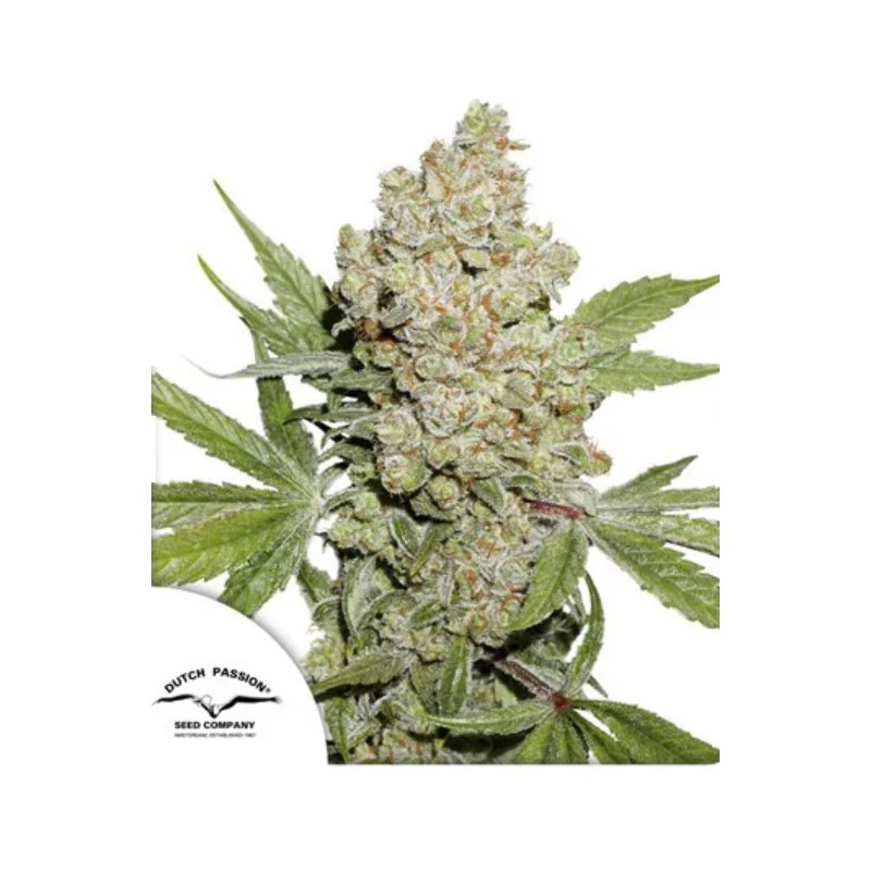 AUTO LEMON KIX · Dutch Passion · semillas de marihuana · Auto Fem