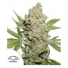 AUTO LEMON KIX · Dutch Passion · semi di canapa · Auto Fem