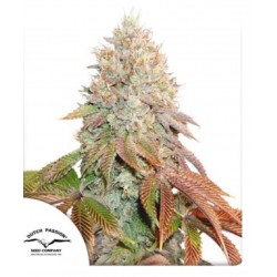 AUTO BANANA BLAZE · Dutch Passion · semi di canapa · Auto Fem