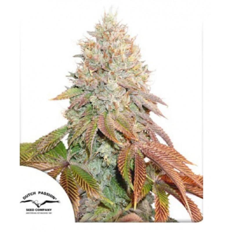 AUTO BANANA BLAZE · Dutch Passion · semi di canapa · Auto Fem