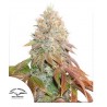 AUTO BANANA BLAZE · Dutch Passion · semillas de marihuana · AutoFem
