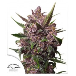 AUTO BLACKBERRY KUSH · Dutch Passion · semi di canapa · Auto Fem
