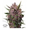 AUTO BLACKBERRY KUSH · Dutch Passion · semi di canapa · Auto Fem