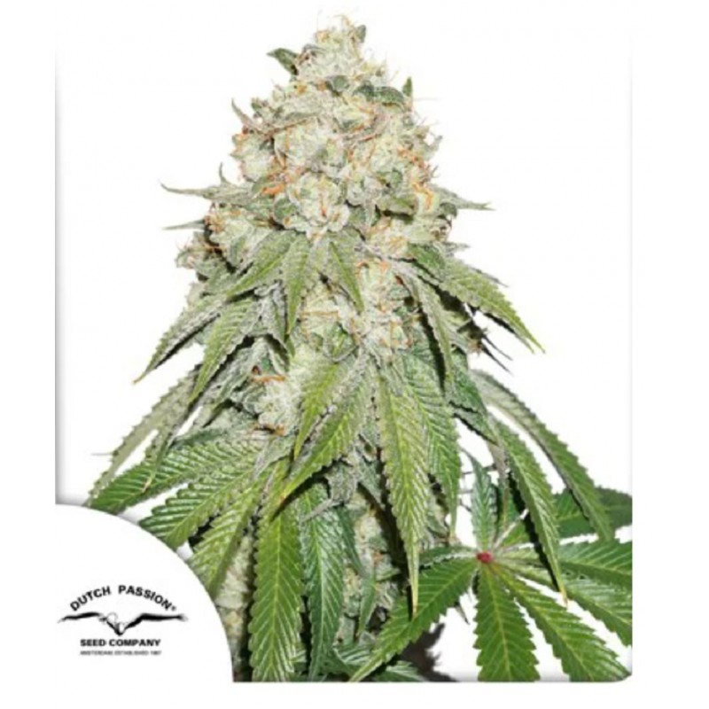 BANANA BLAZE · Dutch Passion · semillas de marihuana · Fem