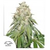 BANANA BLAZE · Dutch Passion · semillas de marihuana · Fem