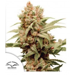 CBG-FORCE · Dutch Passion · semillas de marihuana · Fem