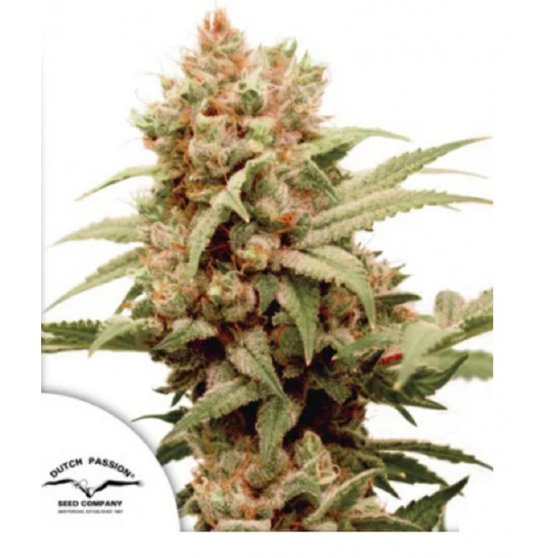 CBG-FORCE · Dutch Passion · semillas de marihuana · Fem