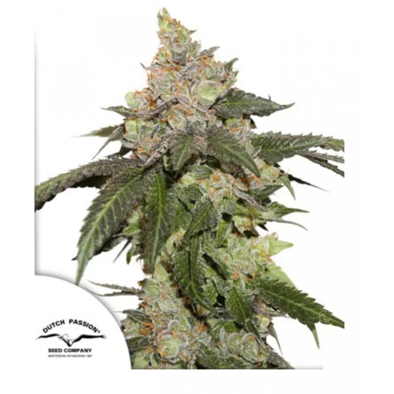 KEROSENE KRASH · Dutch Passion · semillas de marihuana · Fem