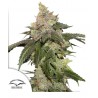 KEROSENE KRASH · Dutch Passion · semillas de marihuana · Fem