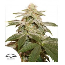 SUGAR BOMB PUNCH · Dutch Passion · semi di canapa · Fem