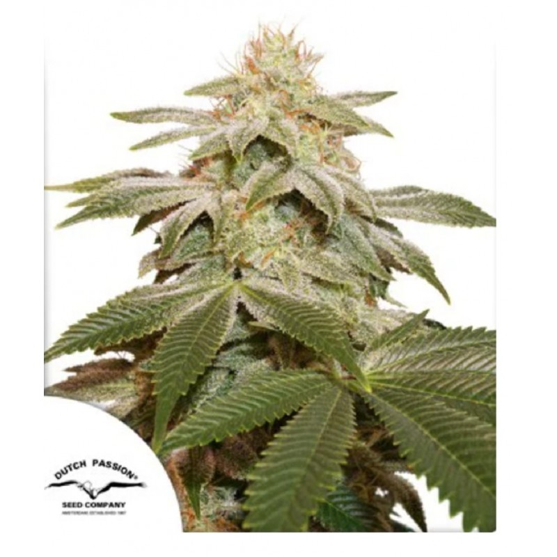 SUGAR BOMB PUNCH · Dutch Passion · semi di canapa · Fem