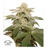 SUGAR BOMB PUNCH · Dutch Passion · semi di canapa · Fem