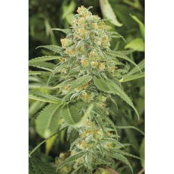 GREEN CRACK · Dr Green Seeds · semillas de marihuana a granel · Fem