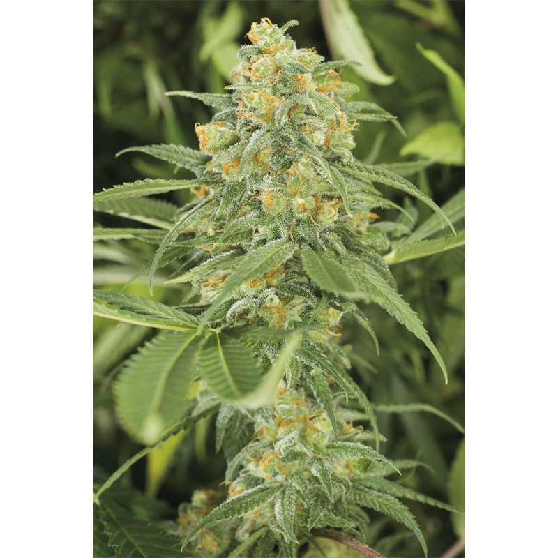 GREEN CRACK · Dr Green Seeds · semillas de marihuana a granel · Fem