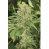 GREEN CRACK · Dr Green Seeds · semillas de marihuana a granel · Fem