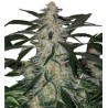 AUTO DEIMOS CARAMEL