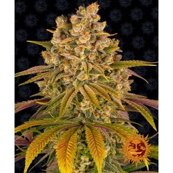 LEMON TREE · Barneys Farm · semillas de marihuana · Fem