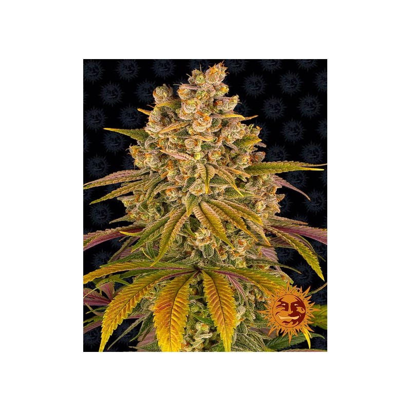 LEMON TREE · Barneys Farm · semillas de marihuana · Fem