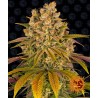 LEMON TREE · Barneys Farm · semi di canapa · Fem