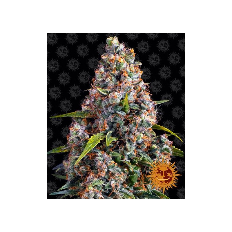 STRAWBERRY CHEESCAKE AUTO · Barneys Farm · semillas de marihuana · AutoFem