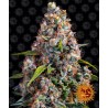 STRAWBERRY CHEESCAKE AUTO · Barneys Farm · semillas de marihuana · AutoFem