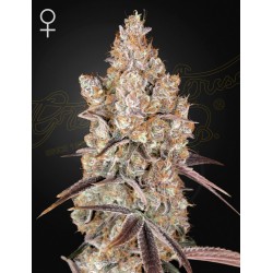 HOLY SNOW · Green House Seeds · cannabis seeds · Fem