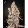 HOLY SNOW · Green House Seeds · semillas de marihuana · Fem